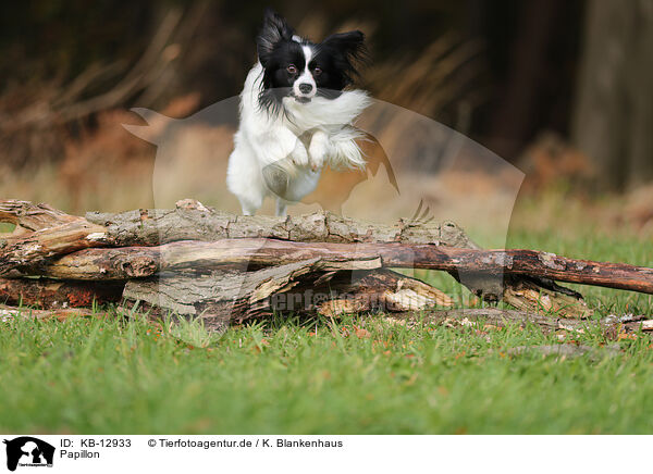 Papillon / Papillon / KB-12933