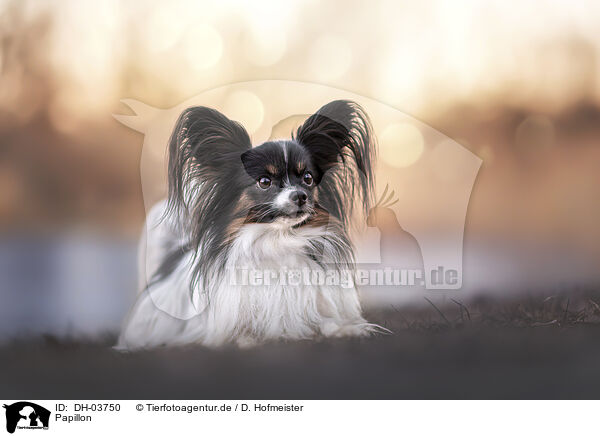 Papillon / Papillon / DH-03750