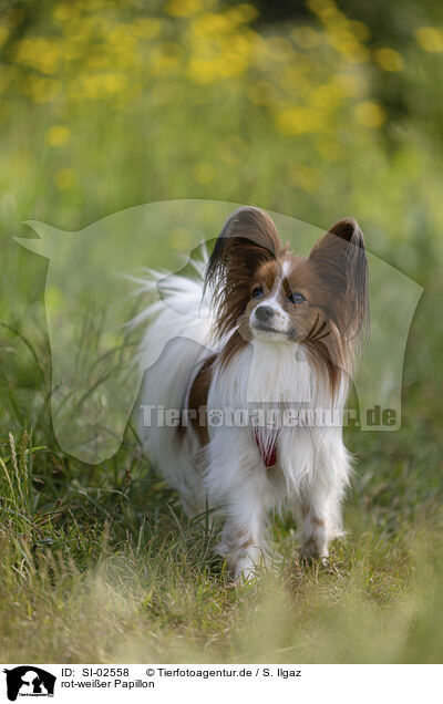 rot-weier Papillon / red-and-white Papillon / SI-02558