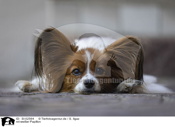 rot-weier Papillon / red-and-white Papillon / SI-02564
