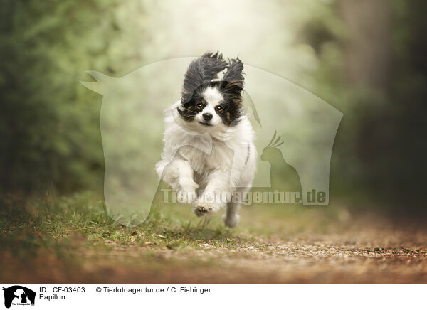 Papillon / Papillon / CF-03403