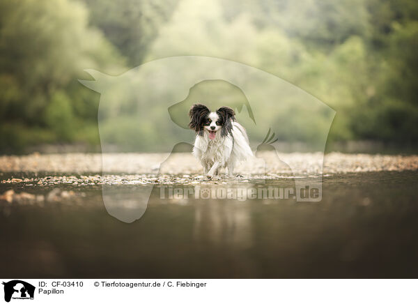 Papillon / Papillon / CF-03410