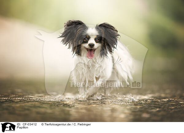 Papillon / Papillon / CF-03412