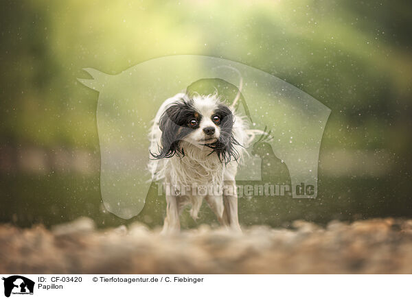Papillon / Papillon / CF-03420