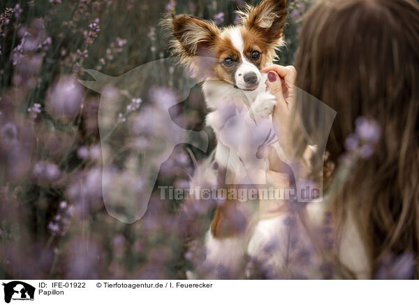 Papillon / IFE-01922