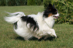 rennender Papillon