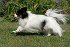 rennender Papillon