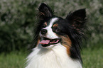 Papillon Portrait