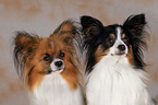 2 Papillons im Portrait