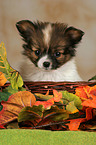 Papillon Welpe Portrait