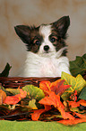 Papillon Welpe Portrait