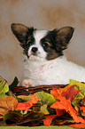 Papillon Welpe Portrait