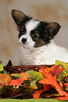 Papillon Welpe Portrait