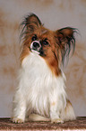 sitzender Papillon