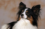 Papillon Portrait