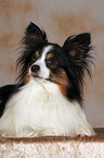 liegender Papillon