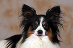 Papillon Portrait