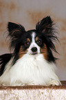 liegender Papillon