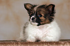 liegender Papillon Welpe