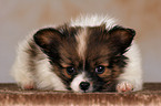 liegender Papillon Welpe