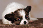 liegender Papillon Welpe