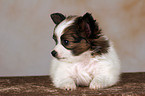 liegender Papillon Welpe