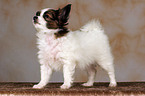 stehender Papillon Welpe