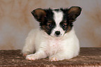 liegender Papillon Welpe