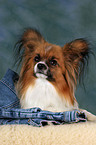 liegender Papillon