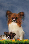 Papillon Hndin mit Welpe