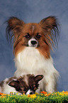 Papillon Hndin mit Welpe