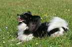 liegender Papillon