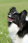 Papillon Portrait