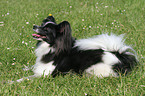 liegender Papillon