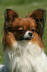 Papillon Portrait