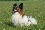 sitzender Papillon