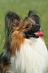 Papillon Portrait