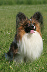 sitzender Papillon