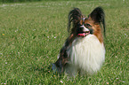 sitzender Papillon