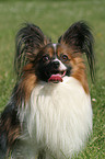 Papillon Portrait