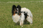 stehender Papillon Rde