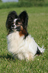 sitzender Papillon Rde