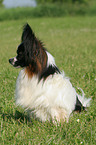 sitzender Papillon Rde