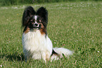 sitzender Papillon Rde