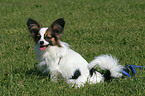 sitzender Papillon