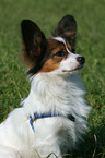 Papillon Portrait