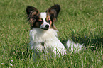 sitzender Papillon