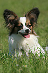 sitzender Papillon