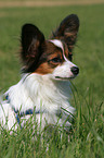 sitzender Papillon