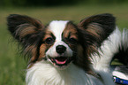 Papillon Portrait